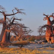 durvo-ot-baobab