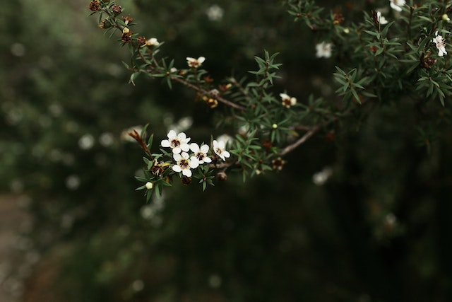manuka manuka