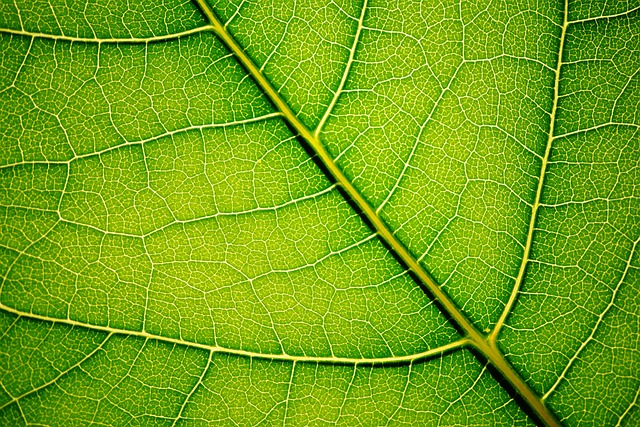 hlorofil-fotosinteza hlorofil-fotosinteza